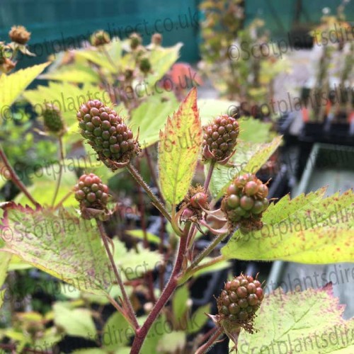 Pot Grown Scottish Tayberry | ScotPlants Direct